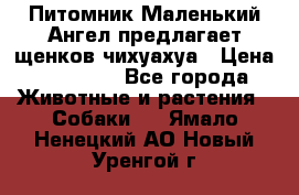 Питомник Маленький Ангел предлагает щенков чихуахуа › Цена ­ 10 000 - Все города Животные и растения » Собаки   . Ямало-Ненецкий АО,Новый Уренгой г.